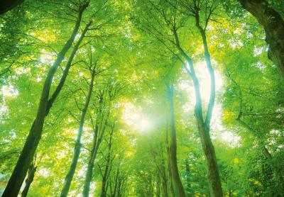 Połączenie kominka z technologią pieca grzewczego sposobem na bezpieczeństwo energetyczne