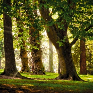 Opalanie drewnem a ekologia